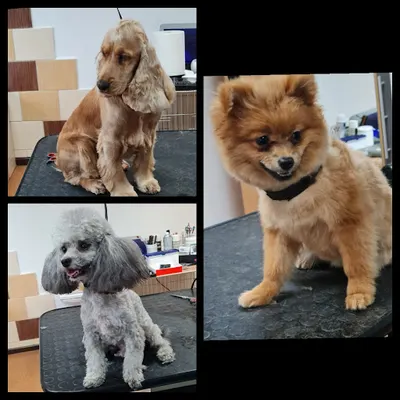 BETTROX studio pielęgnacji I strzyżenia psów.