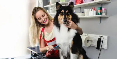 fryzjer dla zwierząt68